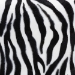 Baxton Studio Sally Modern and Contemporary Zebra-print Patterned Fabric Brown Faux Leather Upholstered Accent Stool with Nail heads - BSOWS-B1212-Brown